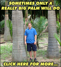 Sometimes only a really big palm will do - Click here for more...